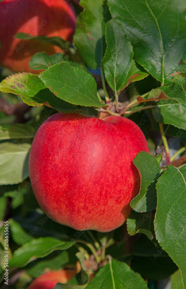 Apple garden Apple garden