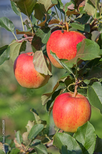 Wallpaper Mural Apple garden Torontodigital.ca