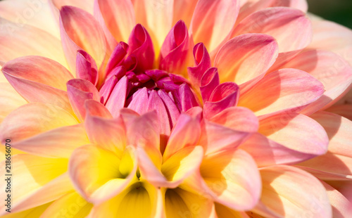 Dahlia flower