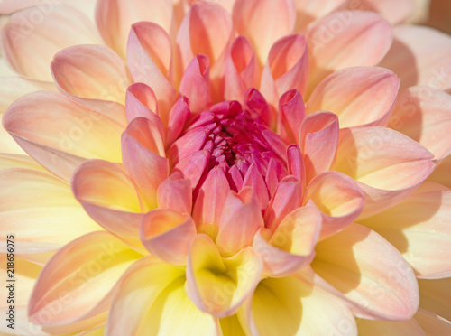 Fototapeta Naklejka Na Ścianę i Meble -  Dahlia flower