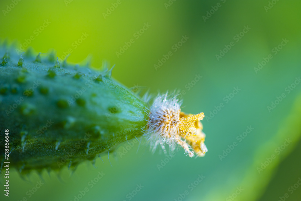 Naklejka premium Young plant cucumber. Juicy fresh cucumber close-up macro on a background of leaves