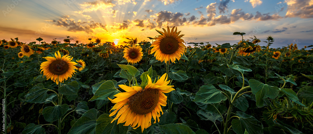 Summer landscape: beauty sunset over sunflowers field. Panoramic views - obrazy, fototapety, plakaty 