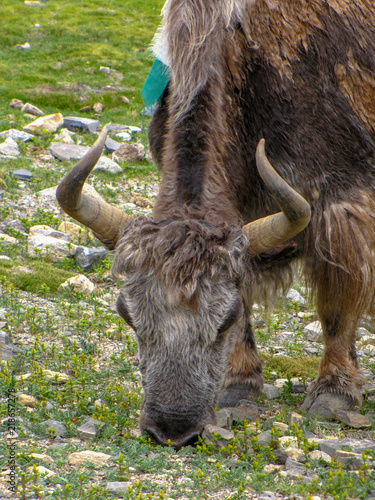Brown yak grazing in a field scattered with stones, near Rongbuk monastery, Tibet