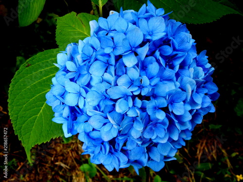 Photos ortensia blu