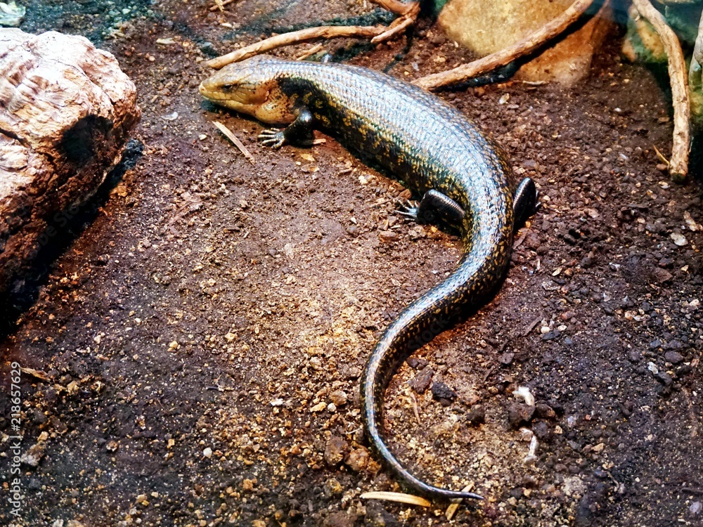 A small Amazonian crocodile in the terrarium. A small Amazonian crocodile in the terrarium.