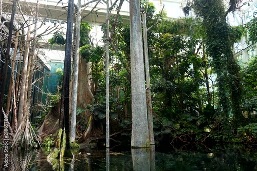 Plants of tropical Amazonian forest  grown in a greenhouse.