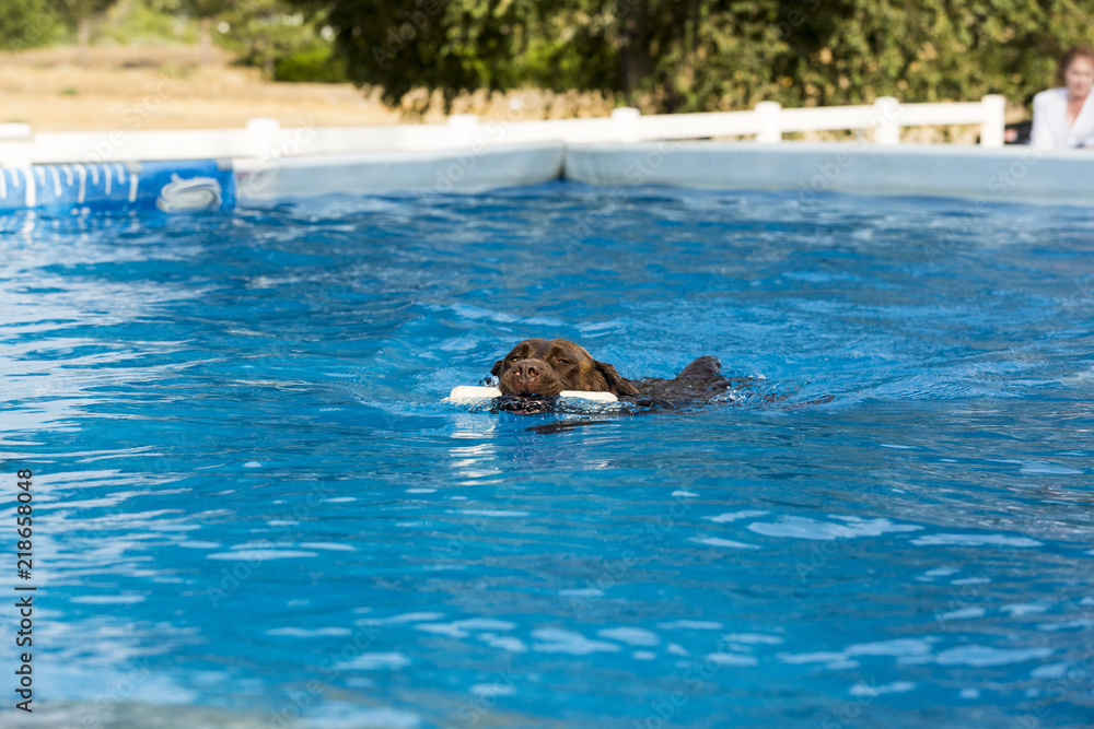 Fototapeta premium Dog retrieving a toy and playing in pool at splash challenge