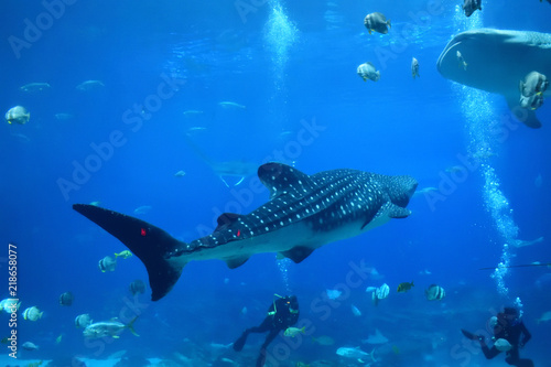 whale shark and divers