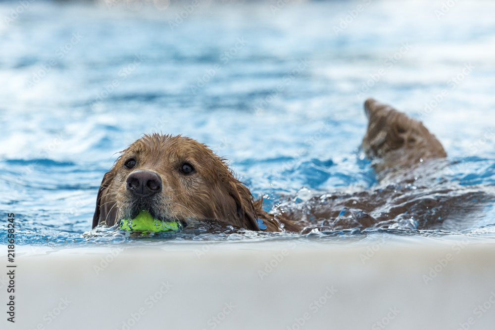 Dog retrieving a toy and playing in pool at splash challenge Dog retrieving a toy and playing in pool at splash challenge