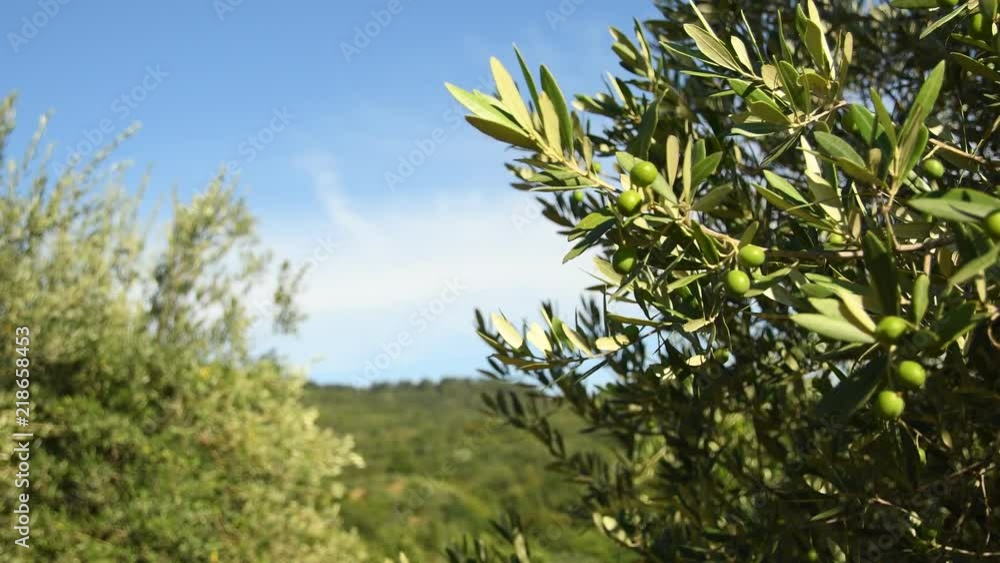Green olives on tree during summer season, Chianti region near Florence, Tuscany. Italy. 4K UHD Video. Nikon D500 Green olives on tree during summer season, Chianti region near Florence, Tuscany. Italy. 4K UHD Video. Nikon D500