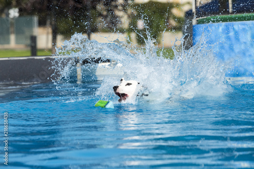 Dog making a big splash jumping in pool to retrieve ball