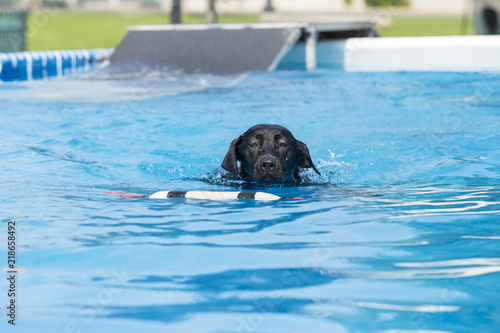 Dog retrieving a toy and playing in pool at splash challenge