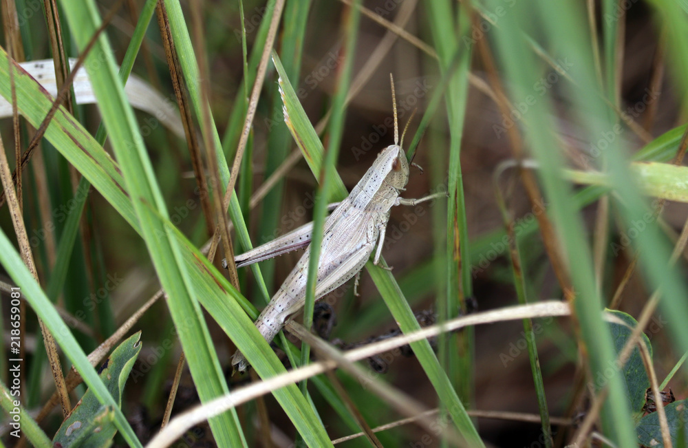 grasshopper