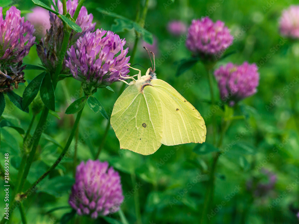 Common brimstone butterfly on the clover flower Common brimstone butterfly on the clover flower