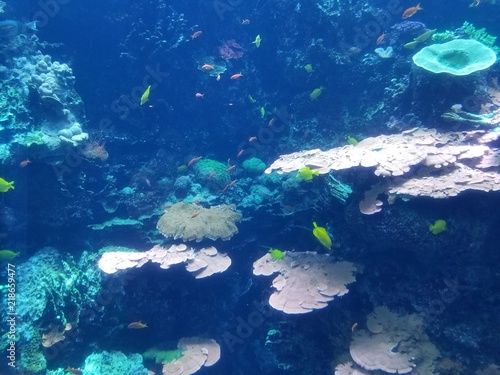 Fototapeta Naklejka Na Ścianę i Meble -  blue water in the reef