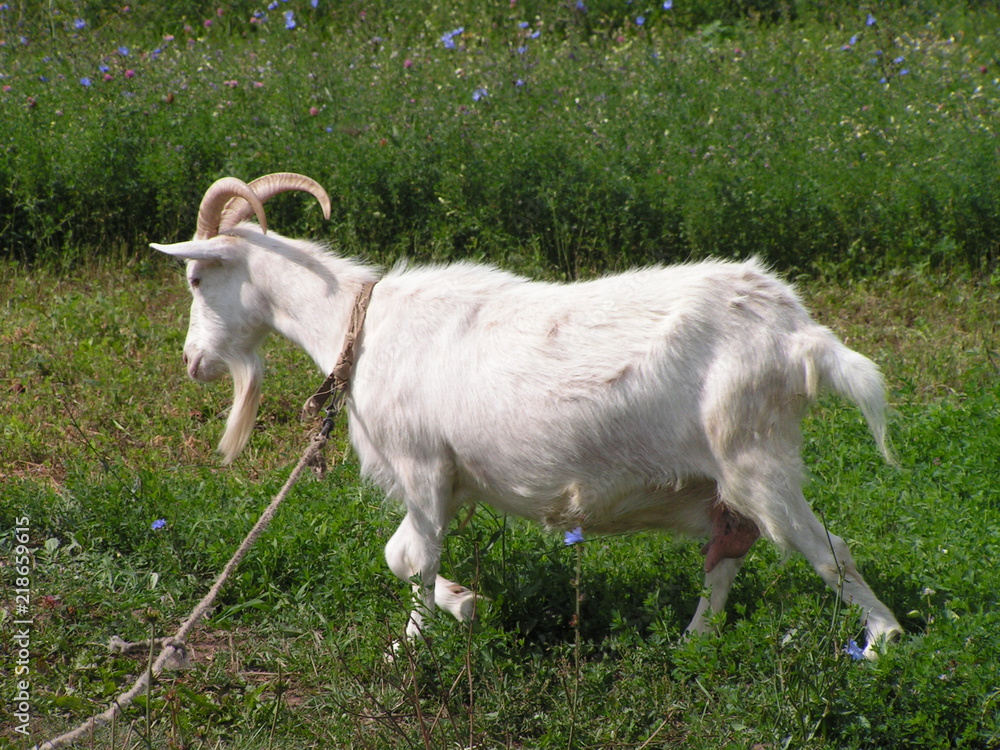 Obraz premium KONICA MINOLTA DIGITAL CAMERA