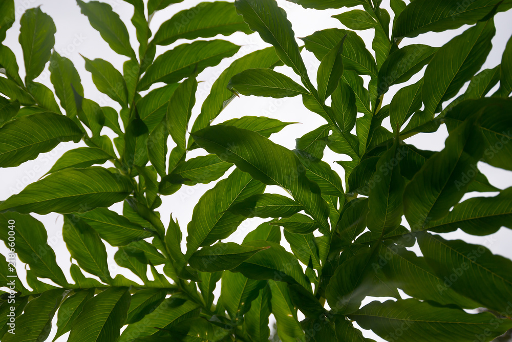 Obraz premium Leaf branches And natural patterns On a white background