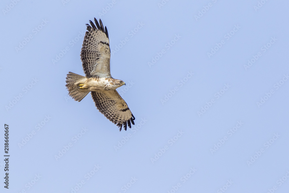 Obraz premium Mäusebussard (Buteo buteo)