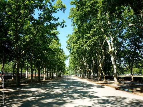 Shady road in the main park of Girona. Catalonia province