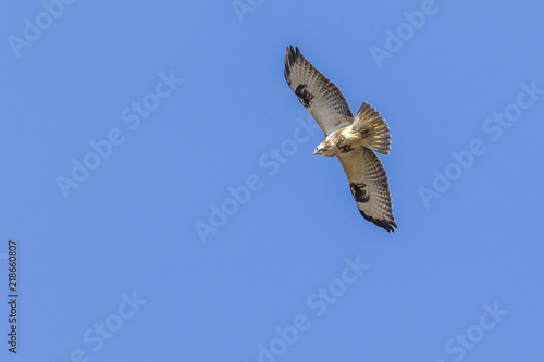 M  usebussard  Buteo buteo 