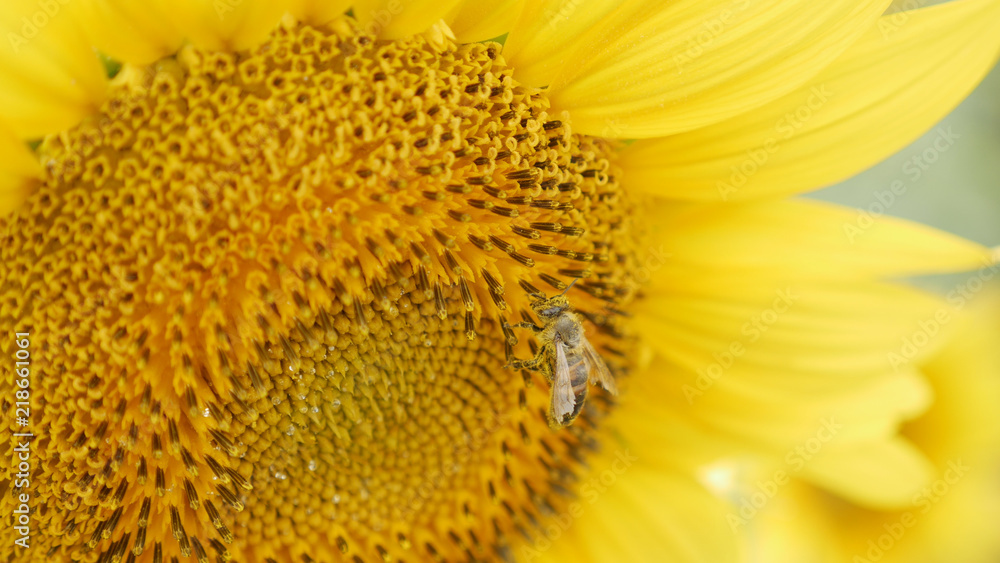 bee collects pollen on sunflower in sunny day bee collects pollen on sunflower in sunny day