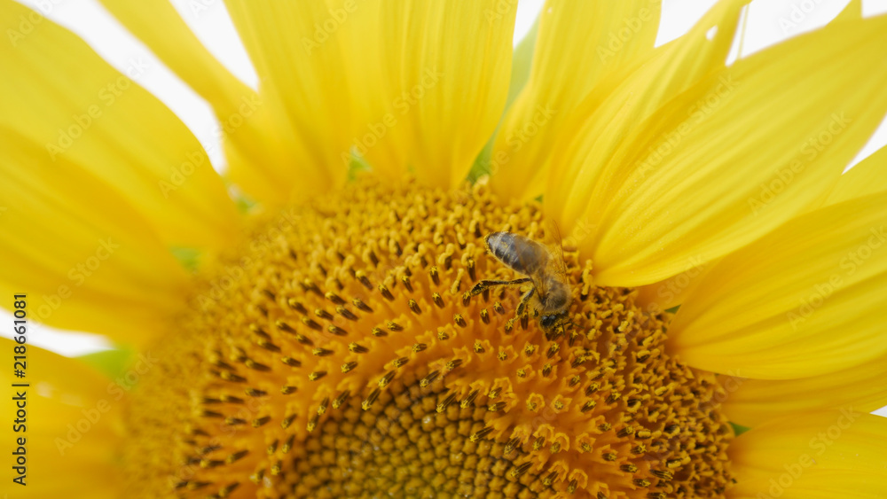 bee collects pollen on sunflower in sunny day bee collects pollen on sunflower in sunny day