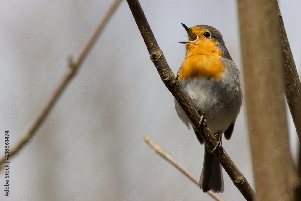 Fototapeta premium Rotkehlchen