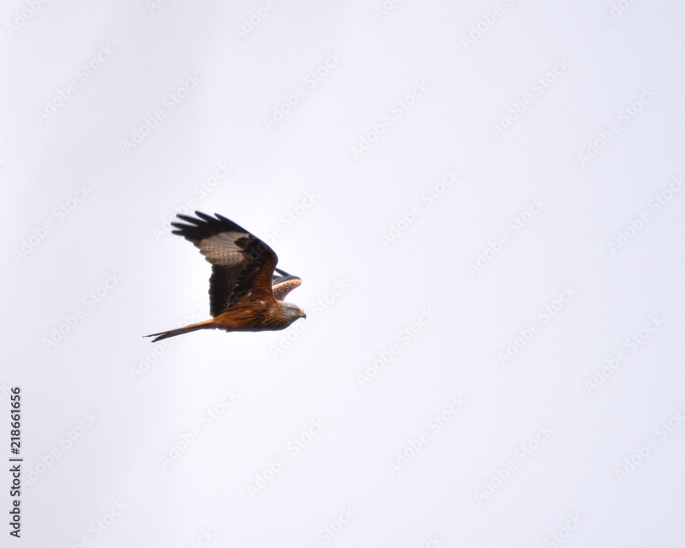 Obraz premium Red Kite in nature