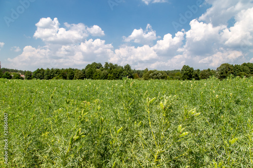 country landscape - view of vicia faba (bean) field