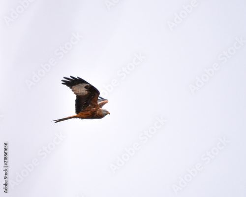 Red Kite in nature © Henry
