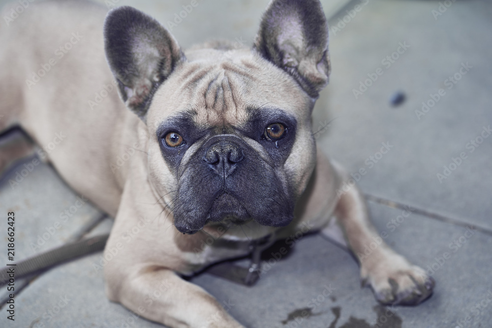 Adorable French Bulldog face