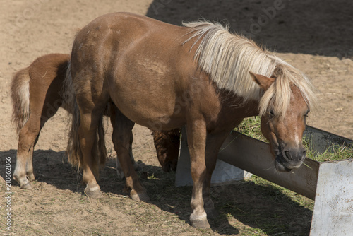 Pony Brown and Little colt eat hay.