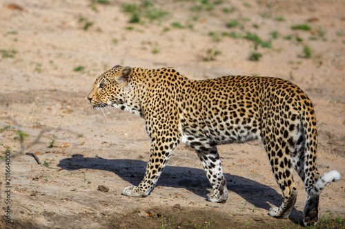 Female leopard in Sabi Sands Game Reserve in South Africa