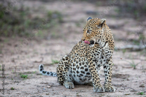 Female leopard in Sabi Sands Game Reserve in South Africa © henk bogaard