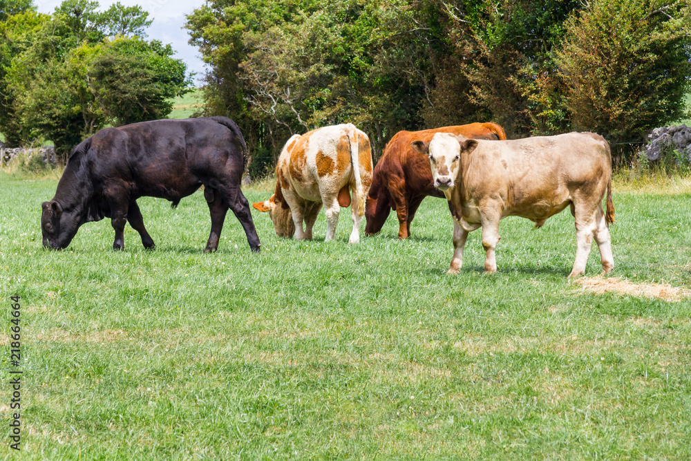 Fototapeta premium Herd in a farm field in Ballyvaughan