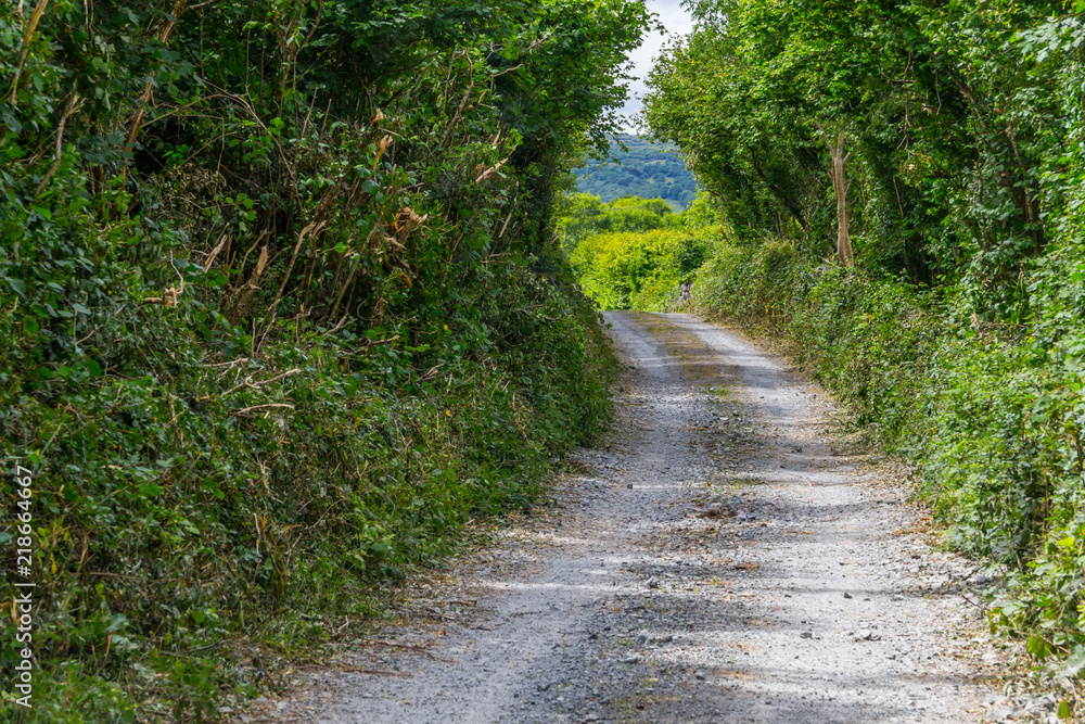 Farm road around vegetation in Ballyvaughan