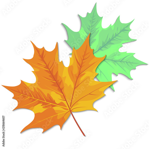 Autumn leaves  maple  oak  birch  chestnut and other plants  of various colors. Vector illustration.