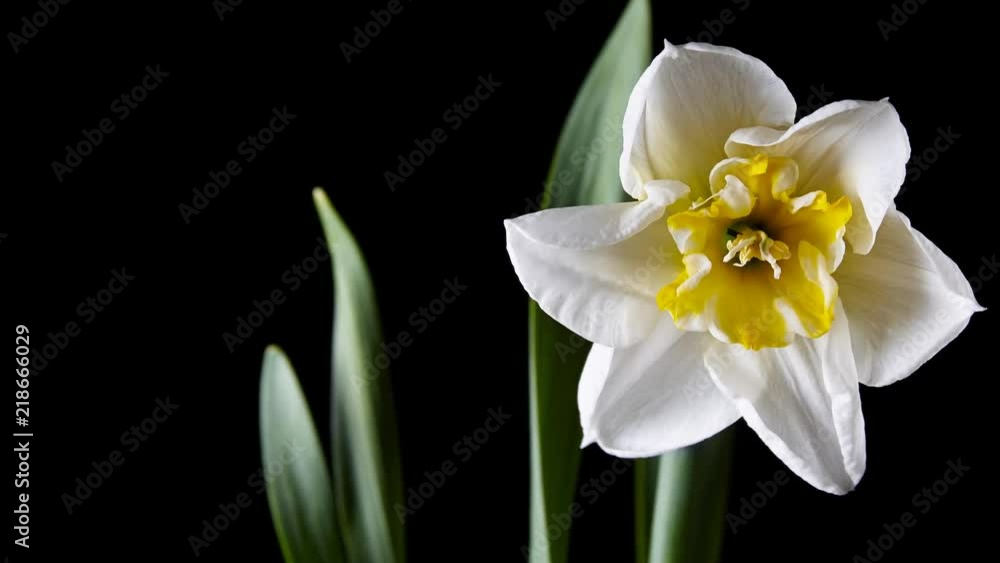 Opening Narcissus Flower on black background Opening Narcissus Flower on black background
