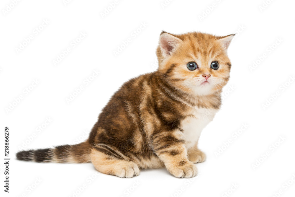 Red British kitten