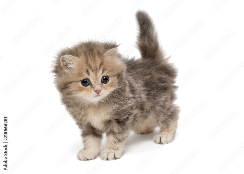 Shaggy, grey British kitten