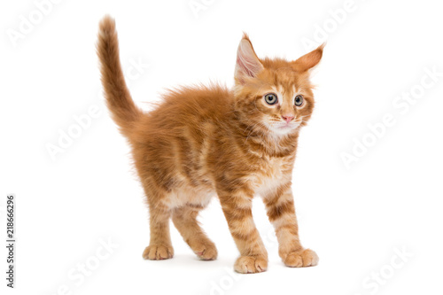 Small Maine Coon kitten