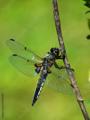 dragonfly © Ibrahim