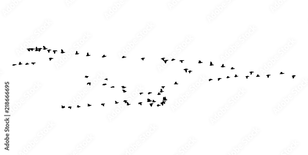 Greater white-fronted goose wedge in flight. Vector silhouette a flock of birds Greater white-fronted goose wedge in flight. Vector silhouette a flock of birds