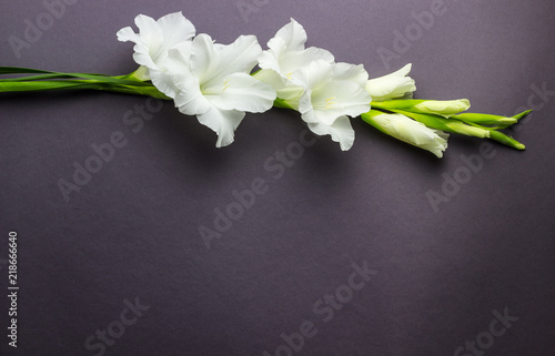 Border frame made of white gladioluses on white background