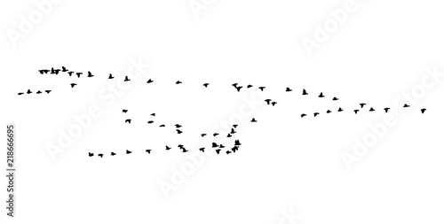 Greater white-fronted goose wedge in flight. Vector silhouette a flock of birds