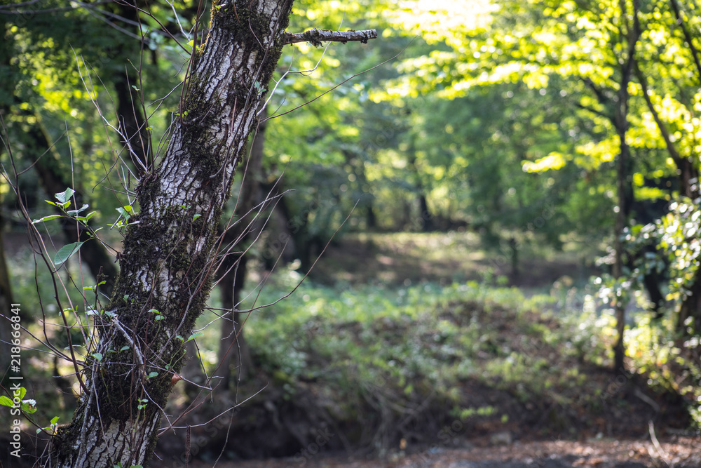 Obraz premium tree with moss on roots in a green forest or moss on tree trunk. Tree bark with green moss. Azerbaijan nature.