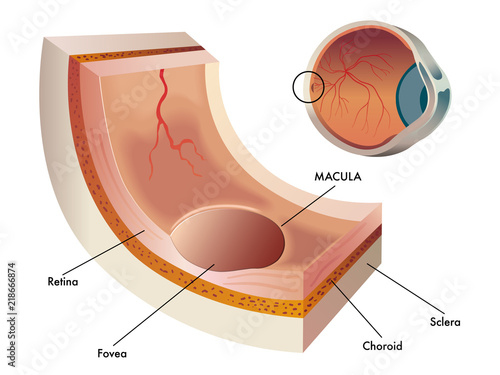 Medical vector illustration of a small section of the central region of the retina in the human eye called macula photo