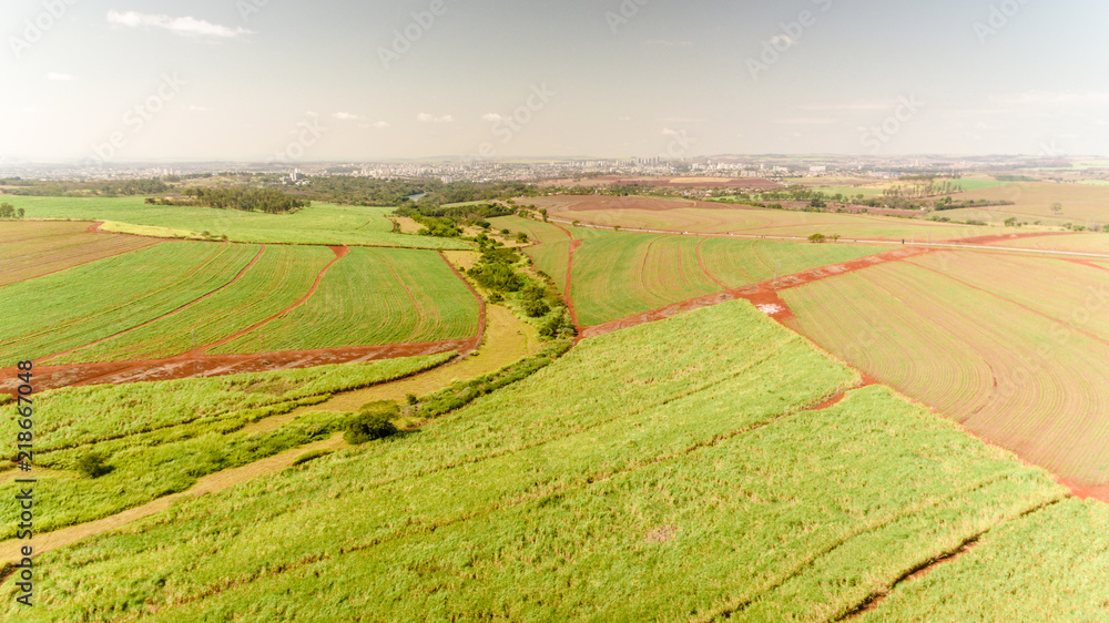 Sugarcane plantation field aerial view with sun light. Agricultural industrial. Ribeirão Preto, São Paulo / Brazil