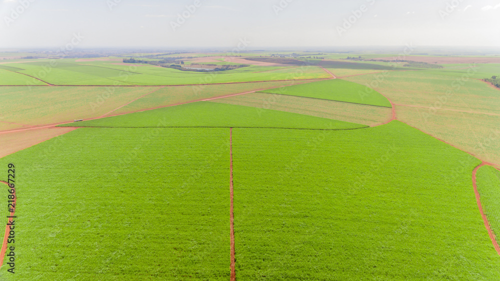 Obraz premium Sugarcane plantation field aerial view with sun light. Agricultural industrial. Ribeirão Preto, São Paulo / Brazil