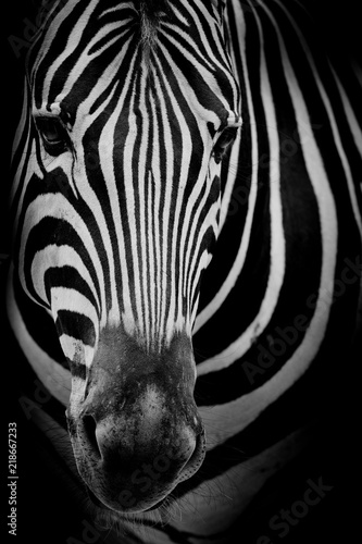 Fototapeta Naklejka Na Ścianę i Meble -  Zebra on dark background. Black and white image